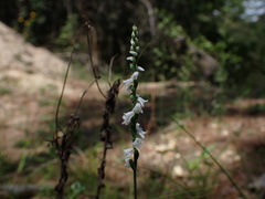 Spiranthes tuberosa