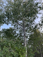 Populus tremuloides
