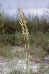 Uniola paniculata
