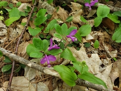 Polygaloides paucifolia
