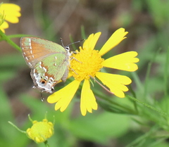 Callophrys gryneus