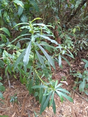 Angiospermae