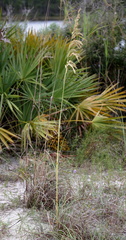 Uniola paniculata