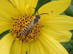 Halictus scabiosae