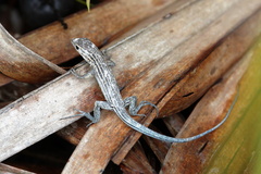 Aspidoscelis sexlineatus
