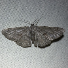 Iridopsis vellivolata