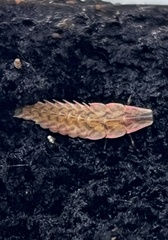 Pyractomena
