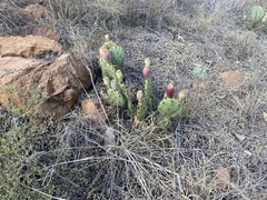 Opuntia macrorhiza
