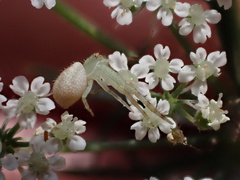 Mecaphesa asperata