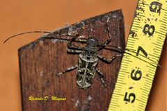 Macropophora accentifer