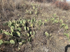 Opuntia macrorhiza