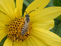 Halictus scabiosae