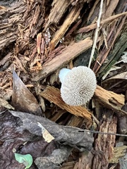 Lycoperdon echinatum