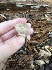 Lycoperdon echinatum