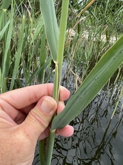 Phragmites australis australis