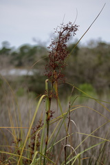 Cladium mariscus jamaicense