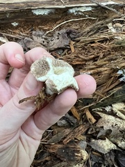 Lycoperdon echinatum