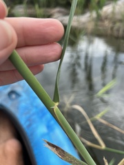 Phragmites australis australis