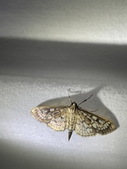 Herpetogramma thestealis