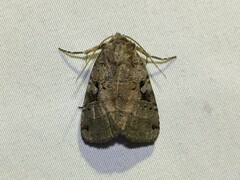 Xestia normanianus