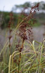 Cladium mariscus jamaicense