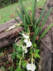 Brassavola nodosa