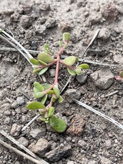Caryophyllales