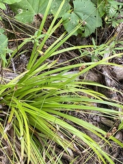 Carex cristatella
