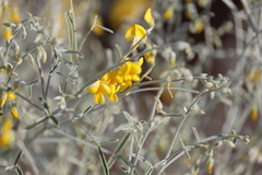 Crotalaria eremaea eremaea