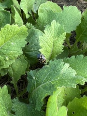 Murgantia histrionica