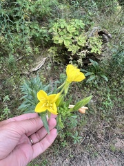 Oenothera biennis
