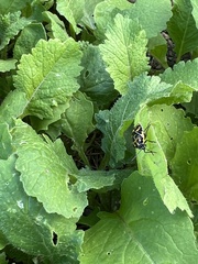 Murgantia histrionica