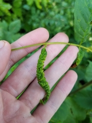 Prociphilus fraxinifolii