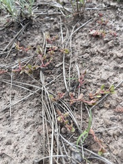 Caryophyllales
