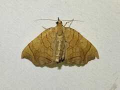 Eulithis diversilineata