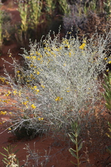 Crotalaria eremaea eremaea