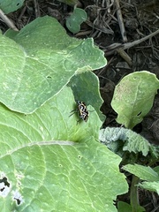 Murgantia histrionica