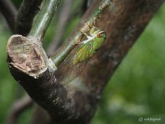 Chremistica ochracea