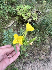 Oenothera biennis