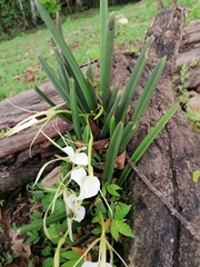Brassavola nodosa