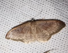 Idaea degeneraria