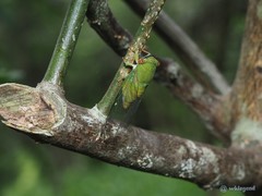 Chremistica ochracea