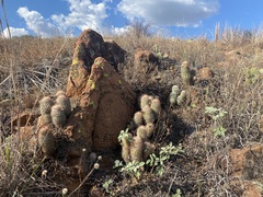 Echinocereus reichenbachii baileyi