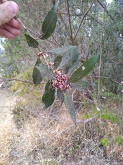 Angiospermae