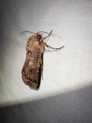 Agrotis bigramma