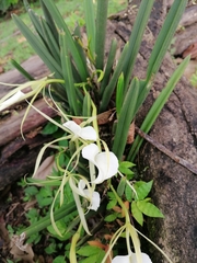 Brassavola nodosa
