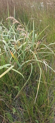 Iris missouriensis