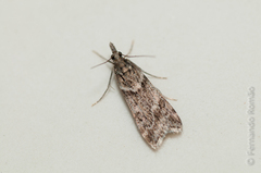 Eudonia angustea