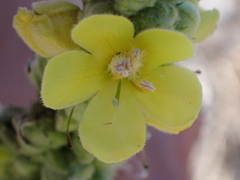 Verbascum thapsus