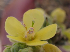 Verbascum thapsus